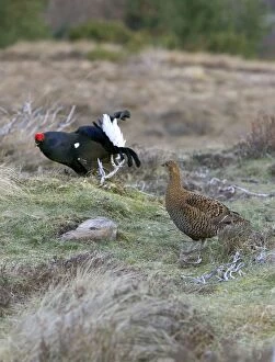 Images Dated 17th April 2004: Black Grouse - Cock and Hen on lek early morning