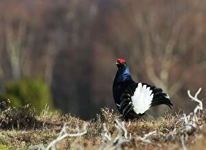 Images Dated 17th April 2004: Black Grouse - Cock on lek early morning
