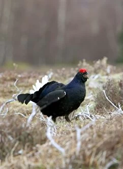 Images Dated 17th April 2004: Black Grouse - Cock on lek early morning