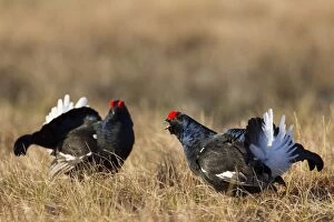 Black Grouse cocks Black Grouse males displaying in spri