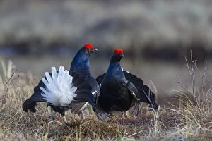 Images Dated 26th April 2014: Black Grouse cocks Black Grouse males displaying in spri
