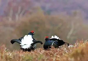 Scotland Prints: Black Grouse - Two cocks facing up on lek -Scotland Uk