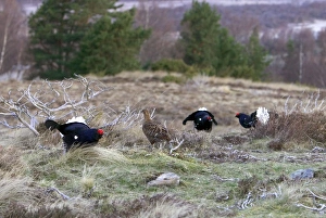 Images Dated 17th April 2004: Black Grouse - Cocks and Grey hen on lek early morning