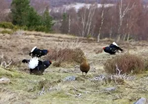 Moorlands Gallery: Black Grouse - Cocks and Grey hen on lek early morning