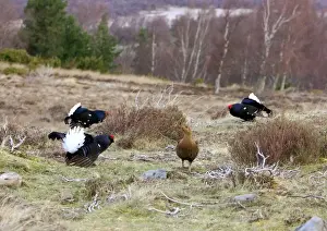 Moorlands Prints: Black Grouse -Cocks and Grey hen on lek early morning - Moorland - April - Scotland UK