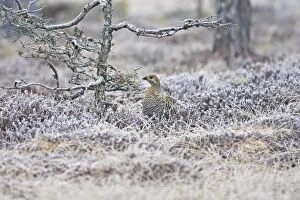 Black Grouse - female on frost covered ground