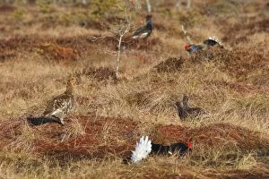 Images Dated 21st April 2008: Black Grouse - female and males - Sweden