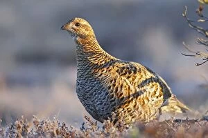 Images Dated 20th April 2008: Black Grouse - female - Sweden