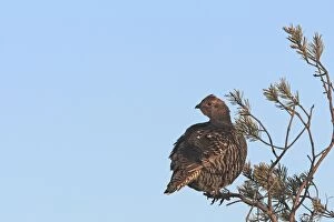 Images Dated 17th April 2008: Black Grouse - female in tree - Sweden
