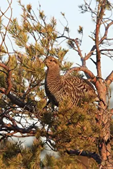Black Grouse - female in tree - Sweden