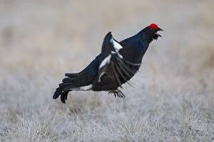 Images Dated 28th April 2011: Black Grouse jump Black Grouse displaying cock jumping