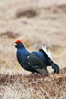 Black Grouse - male calling