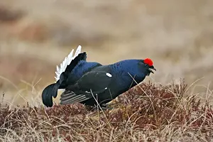 Black Grouse - male calling - Sweden