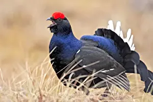 Black Grouse - male displaying in lek - calling - Sweden