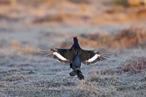 Images Dated 20th April 2008: Black Grouse - male displaying in lek - Sweden