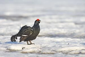 Black Grouse - male displaying in snow