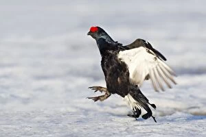 Images Dated 27th April 2008: Black Grouse - male displaying in snow - Sweden