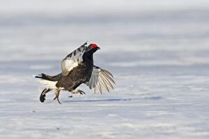 Images Dated 27th April 2008: Black Grouse - male displaying in snow - Sweden