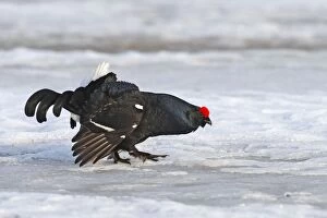 Images Dated 24th April 2008: Black Grouse - male displaying in snow - Sweden