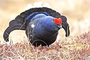 Black Grouse - male displaying - Sweden