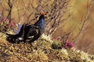 Black Grouse - male in heather Swiss Alps
