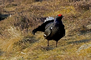 Images Dated 20th April 2008: Black Grouse - Male on lek late evening light
