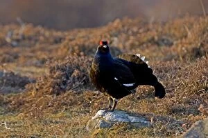 Images Dated 20th April 2008: Black Grouse - Male on lek late evening light - on moorland -April - Scotland UK