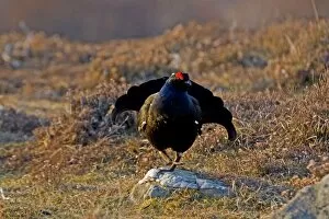 Images Dated 20th April 2008: Black Grouse - Male on lek late evening light - on moorland -April - Scotland UK