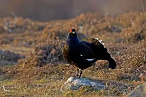 Black Grouse - Male on lek late evening light - on moorland -April - Scotland UK
