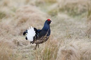 Images Dated 30th March 2012: Black Grouse - male at lek site