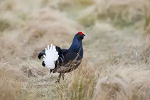 Black Grouse - male at lek site - Scotland, UK