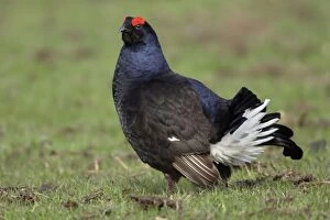Black Grouse - Male, on pasture courtship displaying