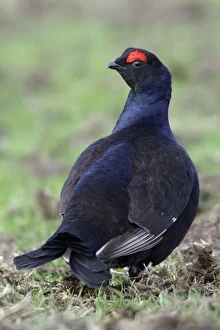 Black Grouse - Male, on pasture searching for food