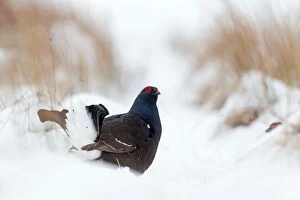 Images Dated 19th March 2013: Black Grouse - male in snow