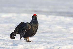 Images Dated 27th April 2008: Black Grouse - male in snow calling - Sweden