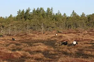 Black Grouse - males displaying in lek - Sweden
