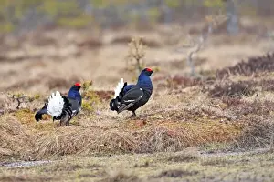 Black Grouse - males displaying in lek - Sweden