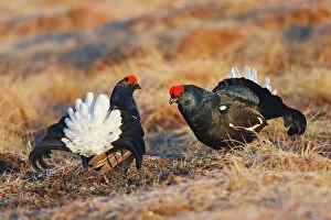 Images Dated 20th April 2008: Black Grouse - males displaying in lek - Sweden