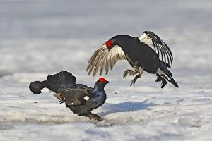 Black Grouse - males displaying in snow