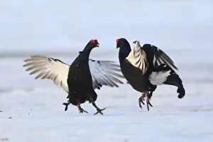 Black Grouse - males displaying in snow - Sweden
