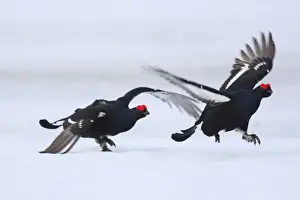 Black Grouse - males displaying in snow - Sweden