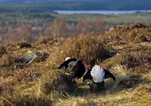 Moorlands Prints: Black Grouse - Males facing up on lek late evening light - on moorland -April - Scotland UK