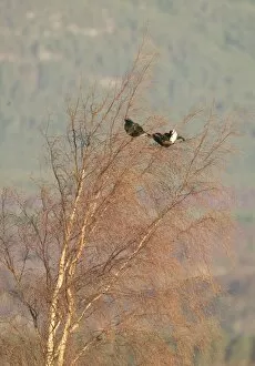 Moorlands Gallery: Black Grouse - Two males feeding on birch tree buds
