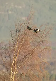 Moorlands Prints: Black Grouse - Two males feeding on birch tree buds - April - Scotland UK