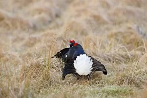 Images Dated 30th March 2012: Black Grouse - males lekking at lek site
