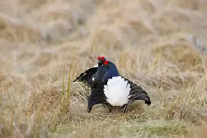 Black Grouse - males lekking at lek site - Scotland, UK