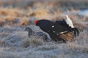 Images Dated 20th April 2008: Black Grouse - mating - Sweden