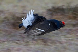 Gamebird Gallery: Black Grouse - running male at spring - Sweden