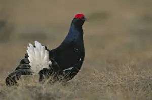 Leks Prints: Black Grouse - Sweden - Male on lek - Eats seeds and buds as well as various berries
