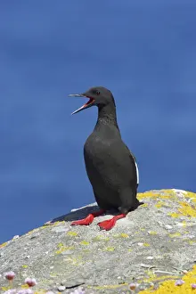 Black Guillemot - Calling Mousa Island, Shetland Islands, UK BI010265